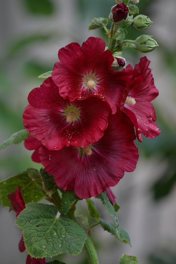 Rose trémière 1 - Alcea rosea