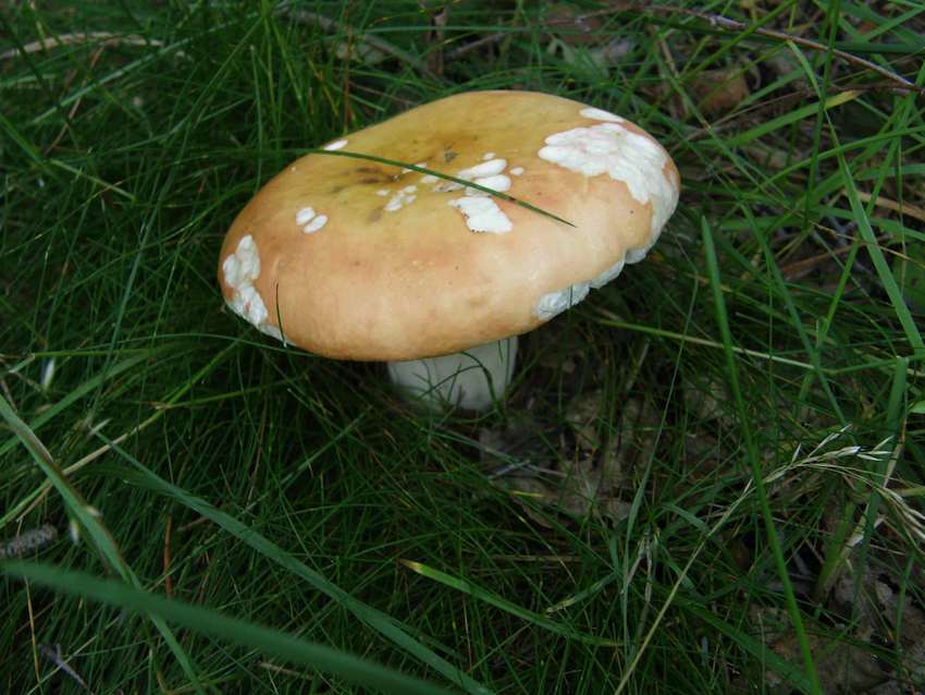 Russule rose - Russula rosea