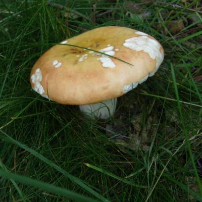 Russule rose - Russula rosea