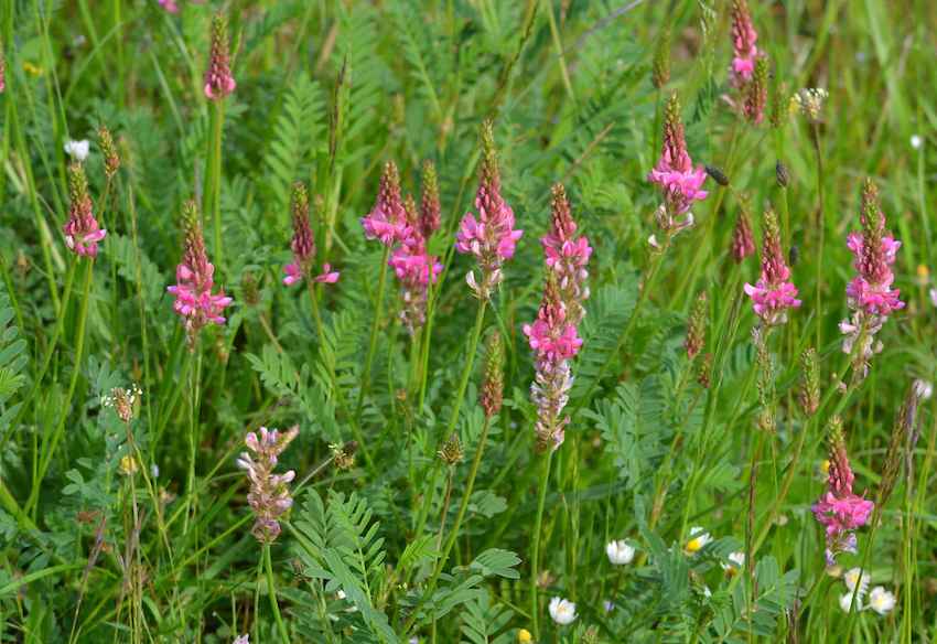 Sainfoin