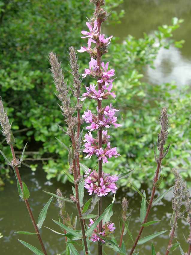 Salicaire commune - Lythrum salicaria