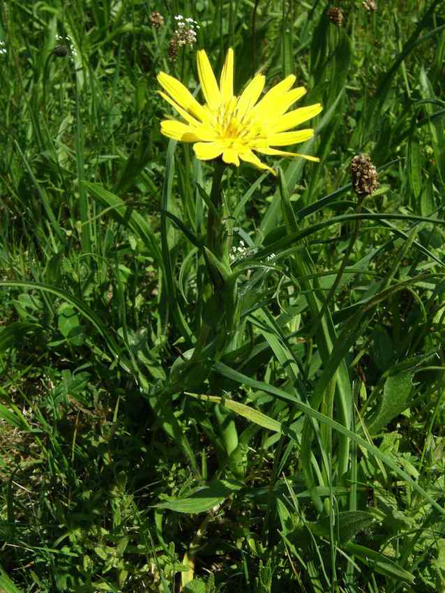 Salsifis - Tragopogon pratensis