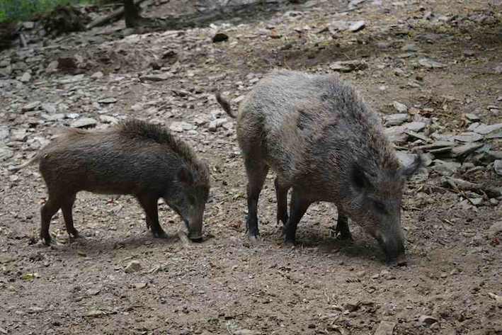 Sanglier - Sus scrofa 