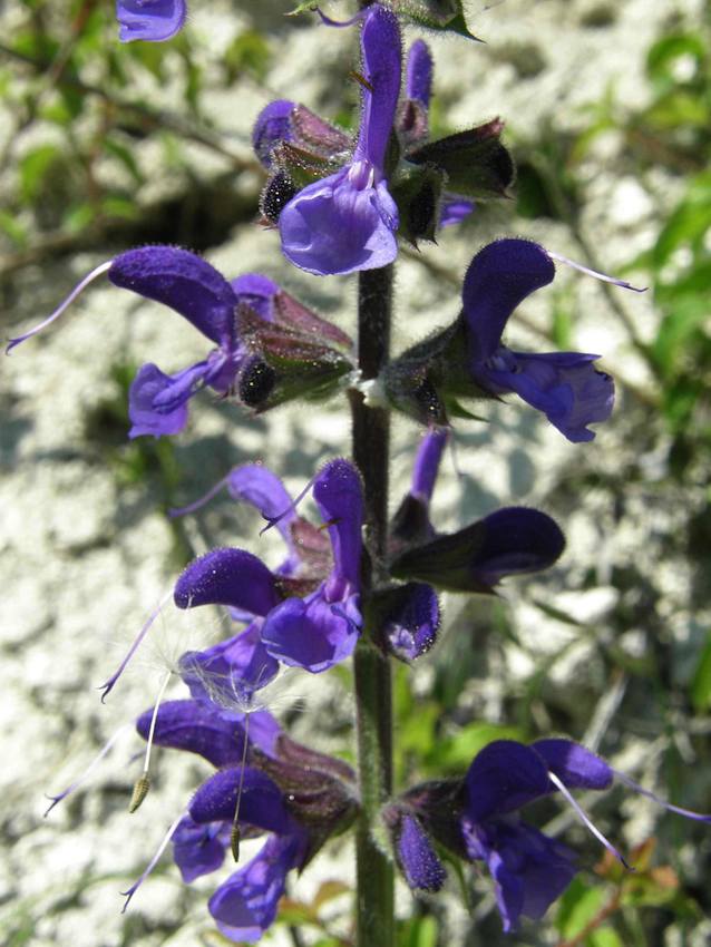 Sauge des prés - Salvia pratensis