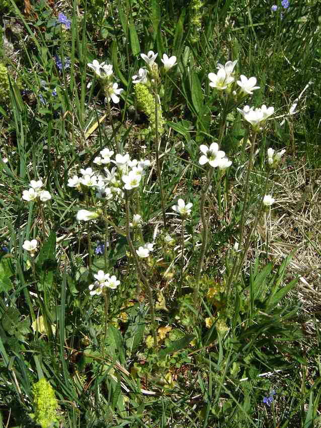 Saxifrage - Saxifraga granulata