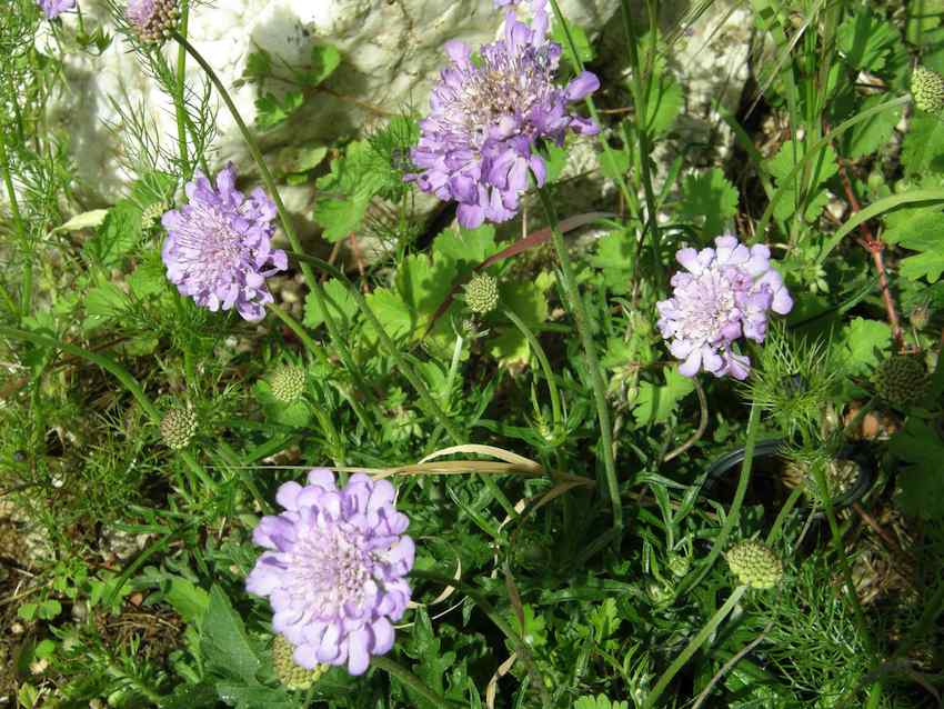 Scabieuse - Scabiosa columbaria