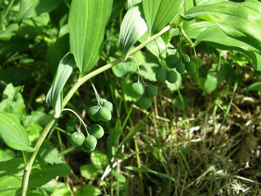 Sceau de Salomon multiflore- fruits