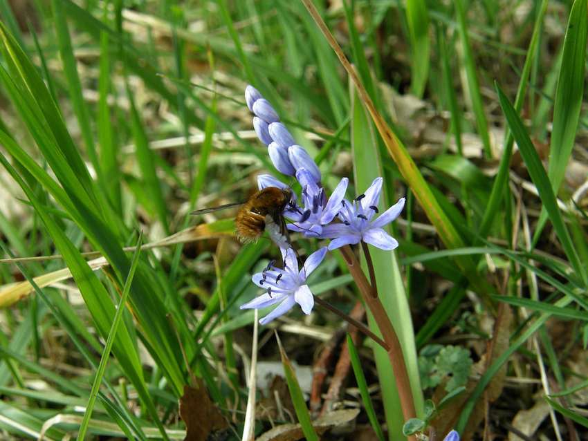 Scille à 2 feuilles et insecte - Scilla bifolia