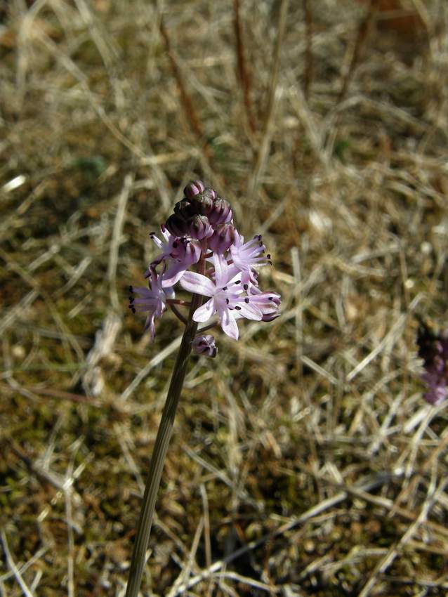 Scille d'Automne - Scillia autumnalis