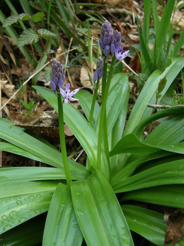 Scille lys jacynthe 1 - Scillia liliohyacinthus