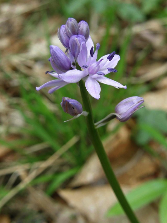 Scille lys jacynthe 2 - Scillia liliohyacinthus