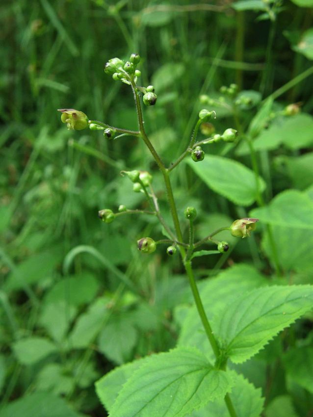 Scrofulaire noueuse - Scrofularia nodosa