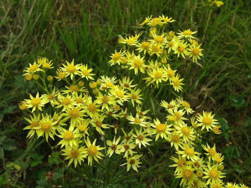 Séneçon jacobée - Jacobaea vulgaris