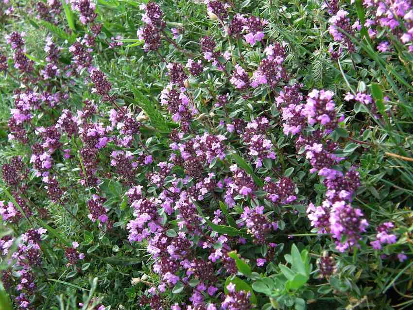 Serpolet - Thymus serpyllum