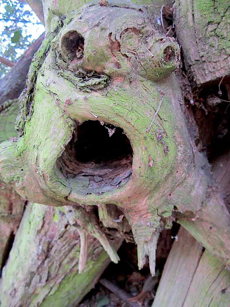 Souffrance d'un arbre mort