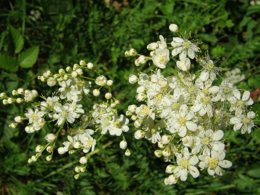 Spirée filipendule 2 - Filipendula vulgaris