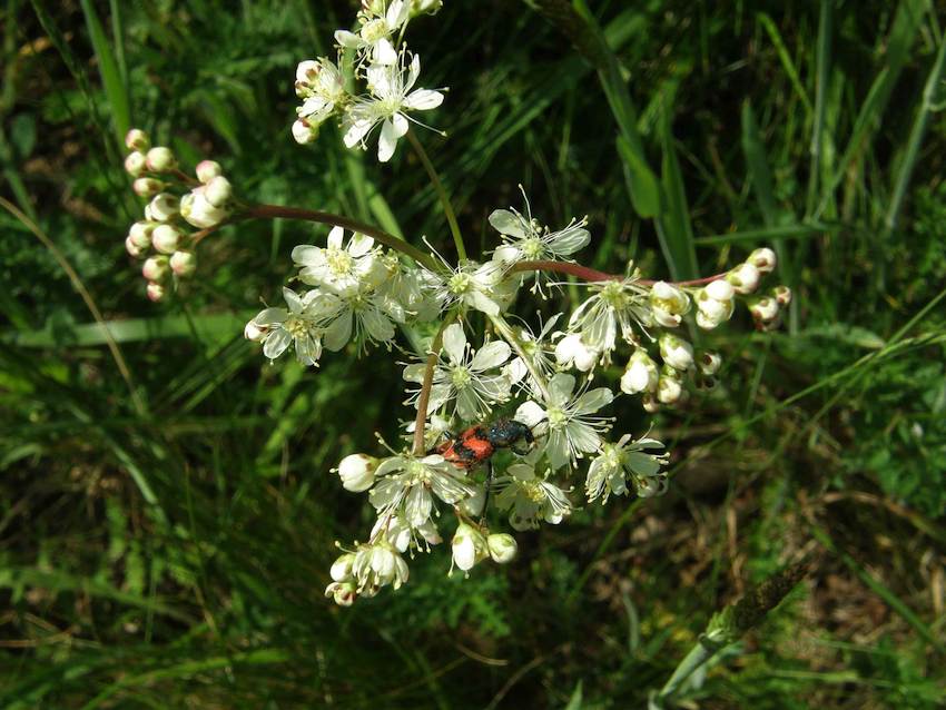 Spirée filipendule - Filipendula vulgaris