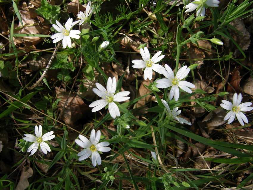 Stellaire holostée - Stellaria holostea