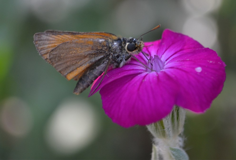 Sylvaine sur Lychnis