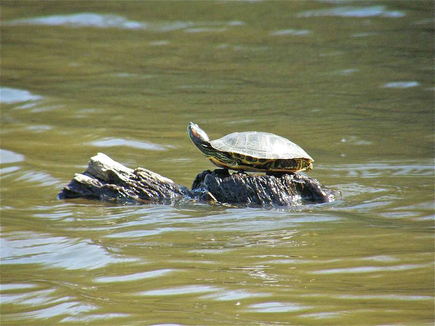 Tortue d'eau