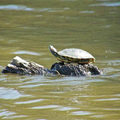 Tortue d'eau