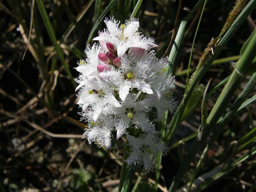 Trèfle d'eau - Menyanthes trifolia