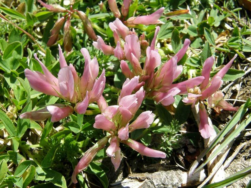 Trèfle ou réglisse des montagne - Fabaceae