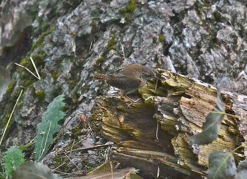 Troglodyte 2