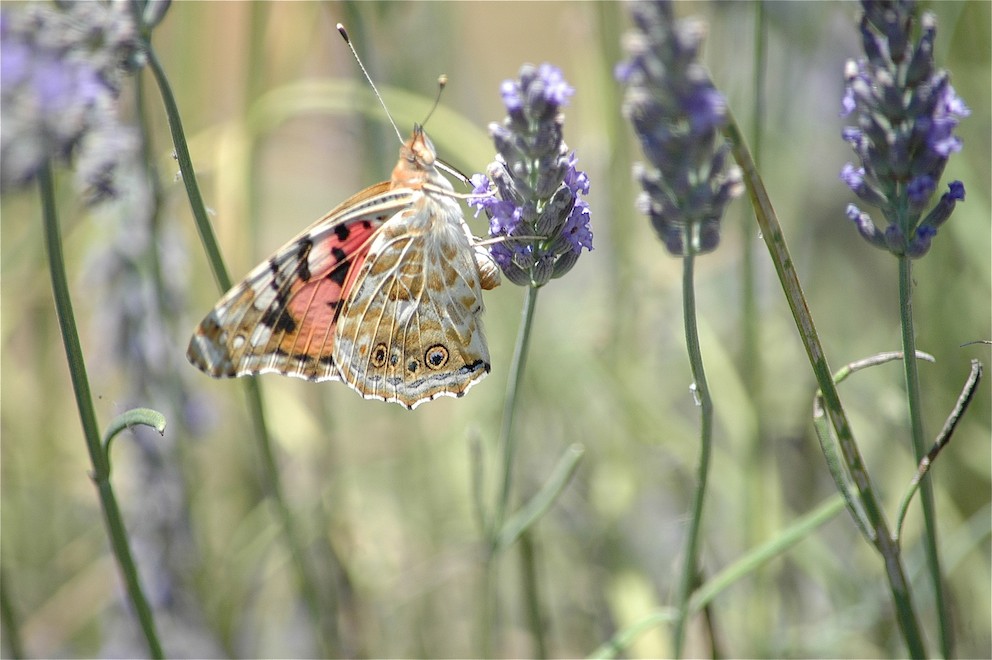 Vanesse Belle Dame revers - copie