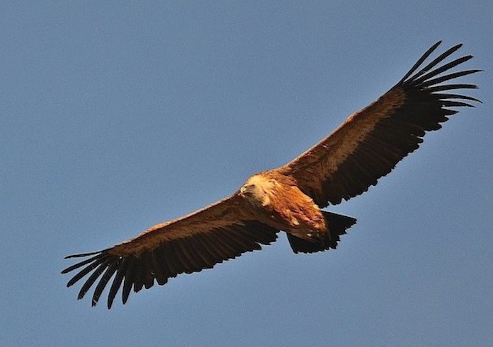 Vautour fauve 2