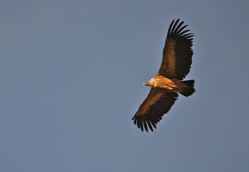 Vautour fauve 8