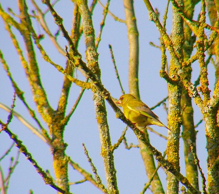 Verdier d'Europe - Chloris chloris 