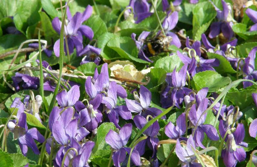 Violettes et Bourdon