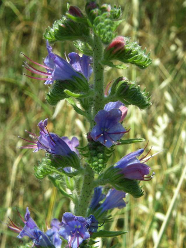 Viperine - Echium vulgare