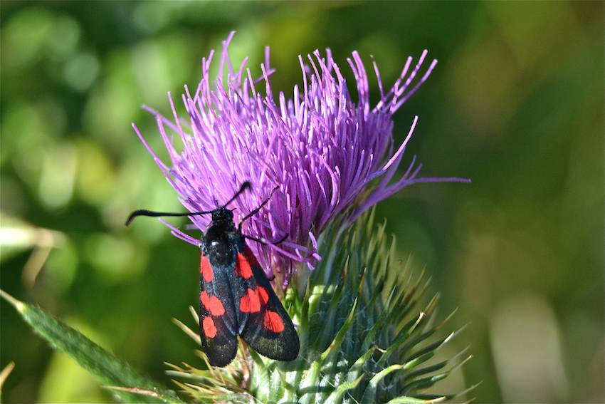 Zygène des près - Zygaena trifolii